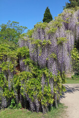Wisteria plant growing across an arch, Derbyshire England
