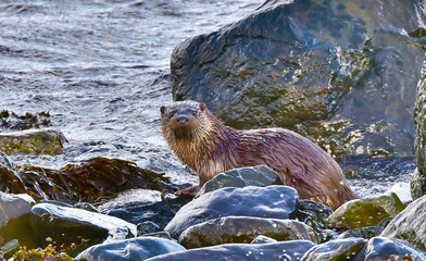 A wet Otter on rocks on land looking towards the camera.