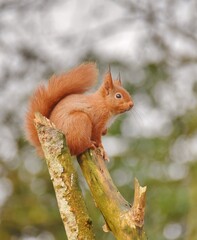 A Red Squirrel sits on the top of a tree branch.