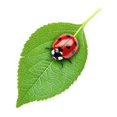Fototapeta premium isolated transparent Background. Closeup of red ladybug with black spots resting on vibrant green leaf