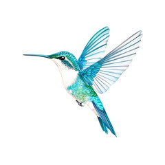 Fototapeta premium isolated transparent Background. Bright blue hummingbird in midflight with detailed feathers and delicate wings
