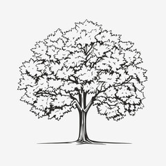 Fototapeta premium Tree drawing sketch outline black and white nature plant foliage forest botanical garden park landscape silhouette