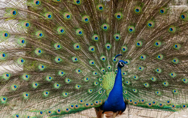 Obraz premium Portrait of beautiful peacock with it feathers out