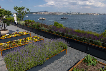 Organic Agriculture on the Building Terrace on the Bosphorus, vegetables are grown in large pots