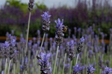 bees landing on lavender, close up