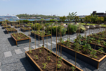 Organic Agriculture on the Building Terrace on the Bosphorus, vegetables are grown in large pots
