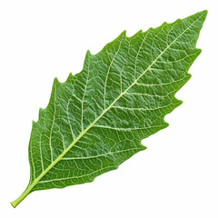 Fresh green tomato leaf with detailed veins and serrated edges, isolated on transparent background.