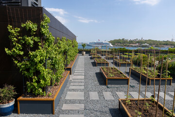 Organic Agriculture, grape vines are grown on the Building Terrace