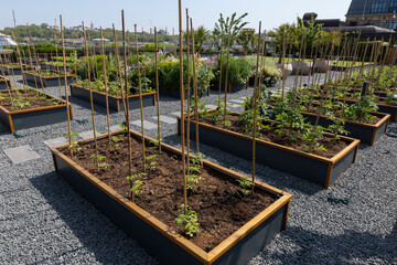 Organic Agriculture on the Building Terrace, vegetables are grown in large pots
