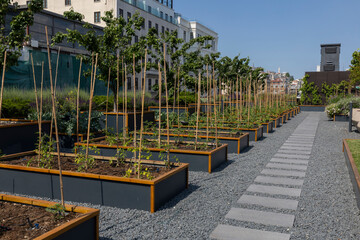 Organic Agriculture on the Building Terrace on the Bosphorus, vegetables are grown in large pots