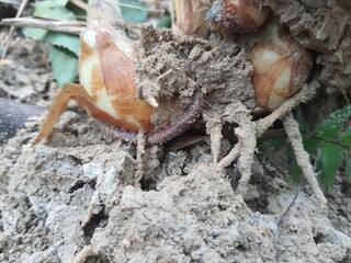 there is a worm moving