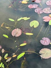 Red and green waterlily leaves on murky pond