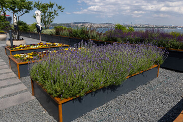 Organic Agriculture on the Building Terrace on the Bosphorus, vegetables are grown in large pots