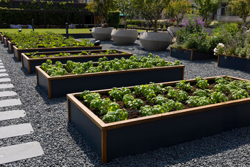 Organic Agriculture on the Building Terrace, vegetables are grown in large pots