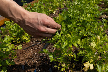 a hand picking parsley from the garden, close-up