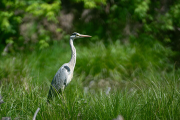 Fototapeta premium grey heron ardea cinerea