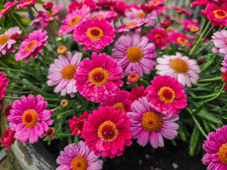 pink and white flowers