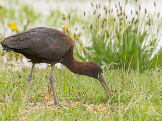 A Glossy Ibis actively probing for food in short grass