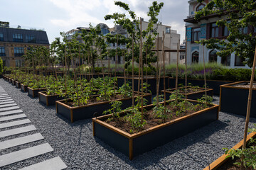 Organic Agriculture on the Building Terrace, vegetables are grown in large pots