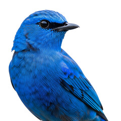blue jay isolated on white