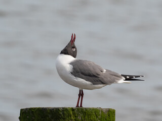 An adult Laughing Gull in alternate, summer plumage with its head back and calling