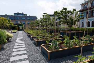 Organic Agriculture on the Building Terrace, vegetables are grown in large pots
