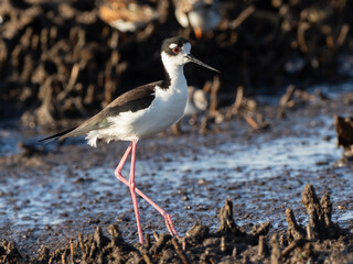 A close up of a Black-necked Stilt walking across a muddy shoreline of the Delaware Bay showing its bright red eye and pink legs