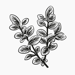 Oregano herb plant leaves botanical illustration vector drawing sketch culinary aromatic ingredient spice food  silhouette