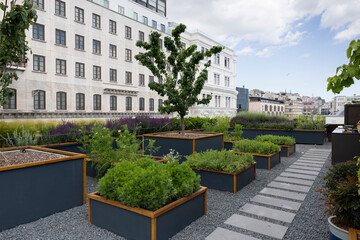 Organic Agriculture on the Building Terrace, vegetables are grown in large pots
