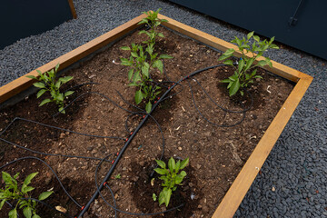 Organic Agriculture on the Building Terrace, vegetables are grown in large pots