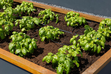 Organic Agriculture, vegetables are grown on the building terrace
