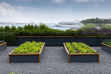 Organic Agriculture on the Building Terrace on the Bosphorus, vegetables are grown in large pots