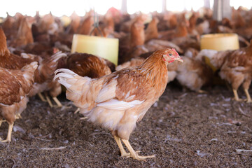 Close up of brown chicken in chicken farm