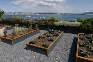 Organic Agriculture on the Building Terrace on the Bosphorus, vegetables are grown in large pots