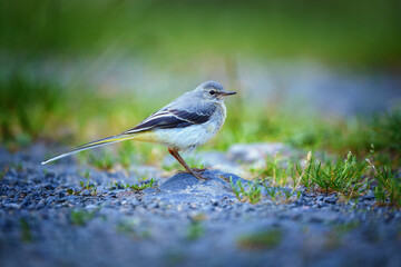 Grey wagtail perched by a mountain stream