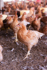Close up of brown chicken in chicken farm