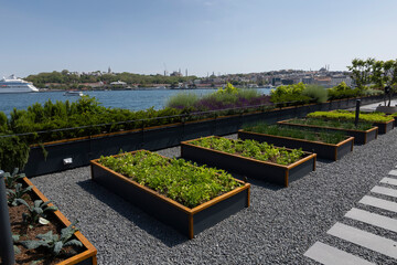 Organic Agriculture on the Building Terrace on the Bosphorus, vegetables are grown in large pots