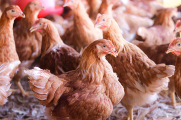 Close up of brown chicken in chicken farm