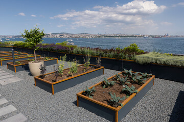 Organic Agriculture on the Building Terrace on the Bosphorus, vegetables are grown in large pots