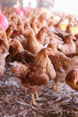 Close up of brown chicken in chicken farm