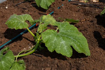 Organic Agriculture on the Building Terrace, vegetables are grown in large pots