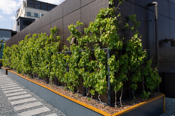 Organic Agriculture, grape vines are grown on the Building Terrace