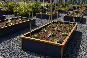 Organic Agriculture on the Building Terrace, vegetables are grown in large pots