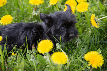 A little Yorkshire Terrier puppy in green grass with yellow dandelions.