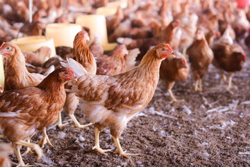 A lot of brown chicken in chicken farm