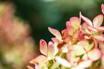 Obraz premium Vibrant pink and green hydrangea blossoms in a spring summer garden.