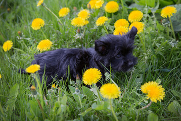 A little Yorkshire Terrier puppy in green grass with yellow dandelions.