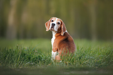 beagle dog sitting on green grass, turning head to look back