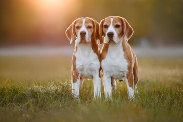 two beagle dogs standing together outdoors at sunset