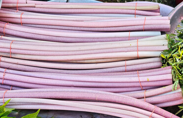 Fresh lotus stems in the market